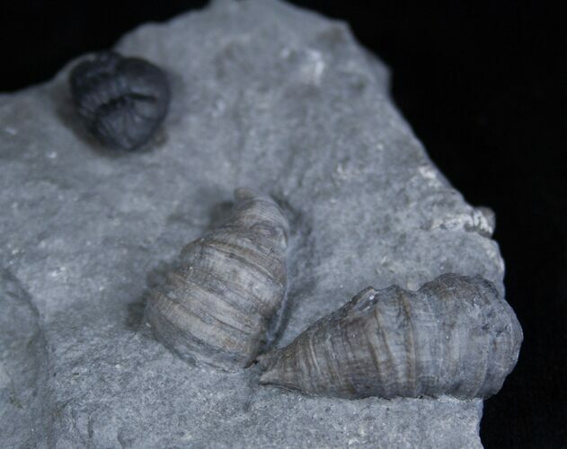 Horn Coral, Devonian Aged From New York #1899